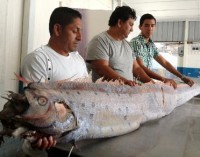 Un pez gigante fue capturado en Manta