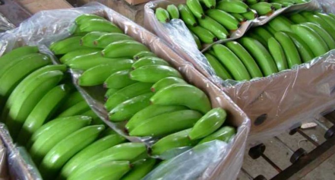 Bananeros piden $ 7,04 por caja para el 2014