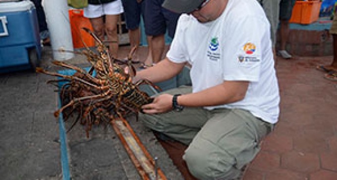 Más de 12 toneladas de langosta capturadas en el primer mes de pesquería