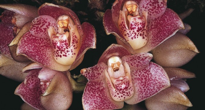 Orquídeas en Ecuador