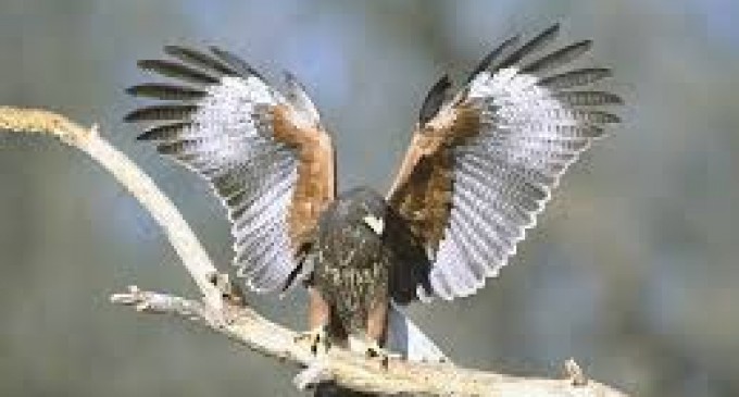 Se promueve el cuidado de halcones avistados en Quito