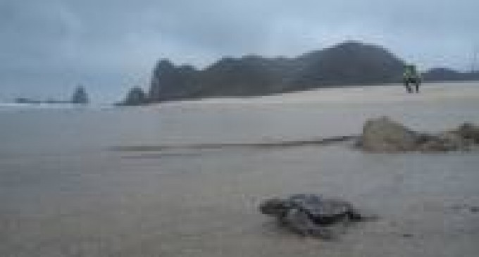 50 metros, vitales para las crías de tortuga verde, una especie en peligro
