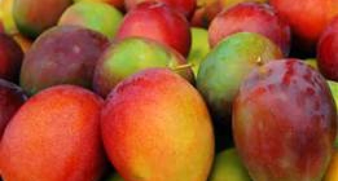 Ecuador reunirá a toda la cadena de producción del mango