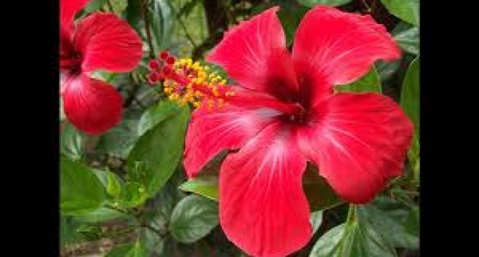 Ecuador pone en vitrina sus mejores flores de exportación