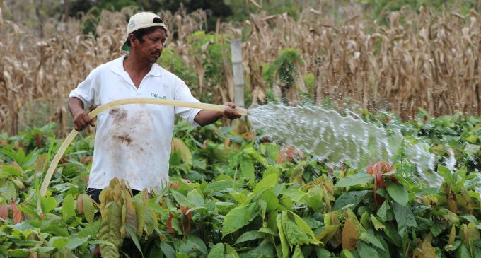 Sector cacaotero de Los Ríos recibe apoyo de Prefectura